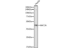 Western blot analysis of extracts of HepG2 cells, using MA antibody (ABIN7268487) at 1:3000 dilution. (MAT2A 抗体)