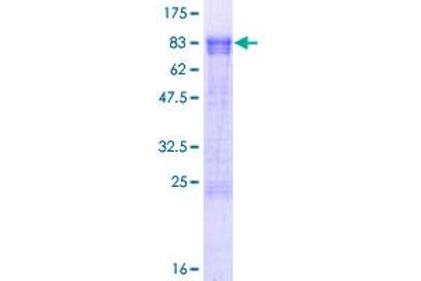 PPHLN1 Protein (AA 1-374) (GST tag)