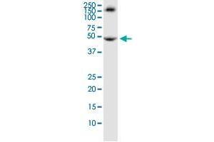 TRIM72 monoclonal antibody (M04), clone 2B8. (TRIM72 抗体  (AA 378-477))