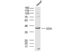 Lane 1: mouse heart lysates probed with EDA Polyclonal Antibody  at 1:300 overnight at 4˚C. (Ectodysplasin A 抗体  (AA 101-200))