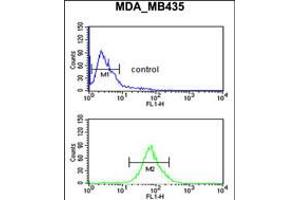 Flow cytometric analysis of MDA-MB435 cells (bottom histogram) compared to a negative control cell (top histogram). (LUZP1 抗体  (C-Term))
