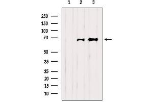Western blot analysis of extracts from various samples, using SHP-1 Antibody.
