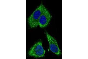 Immunofluorescence (IF) image for anti-Ribosomal Protein L18a (RPL18A) (AA 50-176) antibody (ABIN1724797)