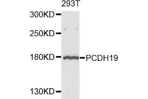 Western blot analysis of extracts of 293T cells, using PCDH19 antibody.
