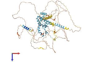 AKAP8 Protein (AA 1-687) (His tag)