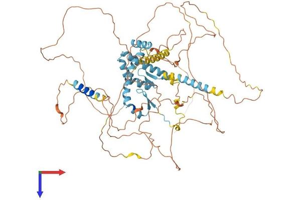 AKAP8 Protein (AA 1-687) (His tag)