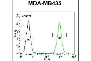 CS Antibody (N-term) 1271a flow cytometric analysis of MDA-M cells (right histogr) compared to a negative control cell (left histogr). (CAMSAP1 抗体  (N-Term))