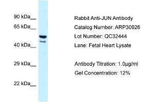 WB Suggested Anti-JUN Antibody   Titration: 1. (C-JUN 抗体  (Middle Region))