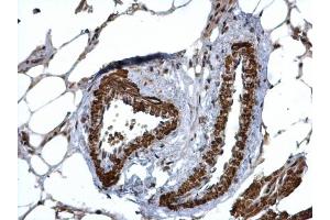 IHC-P Image HUS1 antibody detects HUS1 protein at cytosol and nucleus on mouse lymph node by immunohistochemical analysis. (HUS1 抗体  (Center))