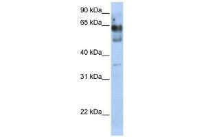 ZNF564 antibody used at 0. (ZNF564 抗体  (N-Term))