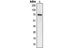 Western blot analysis of hnRNP Q expression in HT1080 (A), HeLa (B), HuvEc (C) whole cell lysates. (SYNCRIP 抗体  (Center))