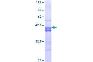 NRP2 Protein (AA 22-131) (GST tag)