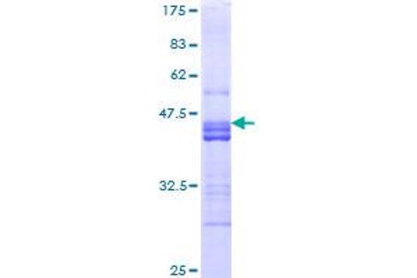 NRP2 Protein (AA 22-131) (GST tag)