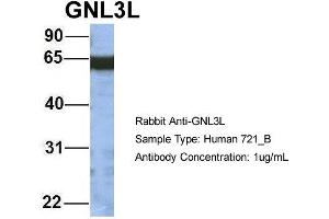 Host: Rabbit Target Name: GNL3L Sample Type: 721_B Antibody Dilution: 1. (GNL3L 抗体  (N-Term))