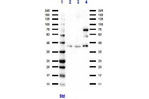 Western Blot of Rabbit anti-BCL3 antibody Western Blot of Rabbit anti-BCL3 antibody. (BCL3 抗体  (C-Term))