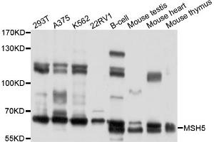 Western blot analysis of extracts of various cell lines, using MSH5 antibody (ABIN4904431) at 1:1000 dilution. (MSH5 抗体)