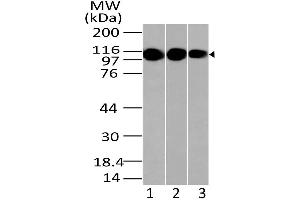 Image no. 1 for anti-Lysine (K)-Specific Demethylase 1A (KDM1A) (AA 97-328) antibody (ABIN5027337) (LSD1 抗体  (AA 97-328))