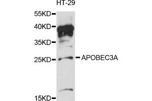 Western blot analysis of extracts of HT-29 cells, using APOBEC3A antibody (ABIN6291777) at 1:3000 dilution. (APOBEC3A 抗体)
