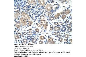 Rabbit Anti-NR2F2 Antibody       Paraffin Embedded Tissue:  Human alveolar cell   Cellular Data:  Epithelial cells of renal tubule  Antibody Concentration:   4. (NR2F2 抗体  (N-Term))
