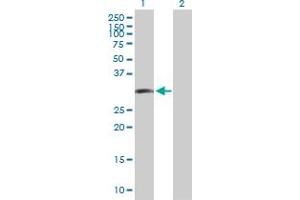 Western Blot analysis of LIF expression in transfected 293T cell line by LIF MaxPab polyclonal antibody. (LIF 抗体  (AA 1-202))