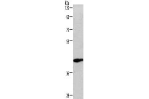 Western Blotting (WB) image for anti-Wingless-Type MMTV Integration Site Family, Member 3A (WNT3A) antibody (ABIN5544259) (WNT3A 抗体)