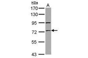 Image no. 2 for anti-Zinc Finger Protein 530 (ZNF530) (AA 1-190) antibody (ABIN1501847) (ZNF530 抗体  (AA 1-190))