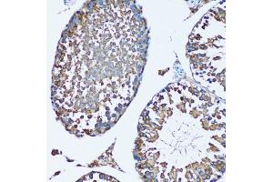 Immunohistochemistry of paraffin-embedded mouse testis using FDFT1 antibody (ABIN1882356) at dilution of 1:100 (20x lens). (FDFT1 抗体)