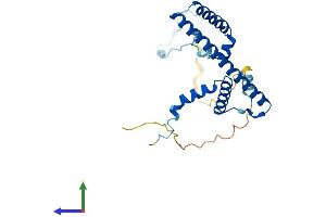 AlphaFold protein structure predicition of Mouse Recombinant Rrp36 Protein, UniprotID Q3UFY0