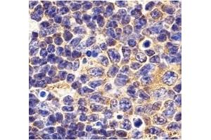 Immunohistochemistry (IHC) image for anti-Toll-Like Receptor 1 (TLR1) (N-Term) antibody (ABIN1031619) (TLR1 抗体  (N-Term))