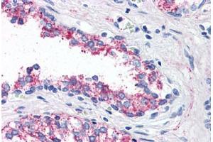 Anti-5HT1B Receptor antibody  ABIN1048254 IHC staining of human prostate. (5HT1B Receptor 抗体  (Internal Region))