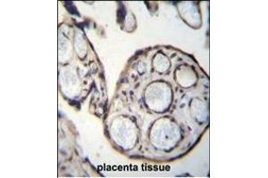 CN6 Antibody (Center) 12546c immunohistochemistry analysis in formalin fixed and paraffin embedded human placenta tissue followed by peroxidase conjugation of the secondary antibody and DAB staining. (Calpain 6 抗体  (AA 390-419))