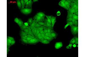 Immunocytochemistry/Immunofluorescence analysis using Rabbit Anti-ERK1 Polyclonal Antibody . (ERK1 抗体  (APC))