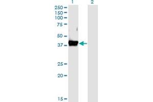 Western Blot analysis of CD55 expression in transfected 293T cell line by DAF monoclonal antibody (M02), clone 1D7. (CD55 抗体  (AA 35-134))