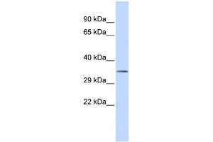 WB Suggested Anti-USF1 Antibody Titration:  0. (USF1 抗体  (N-Term))