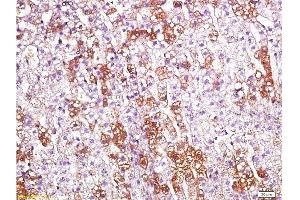 Formalin-fixed and paraffin embedded rat kidney labeled with Anti-CD200R/Orexin receptor Polyclonal Antibody, Unconjugated  at 1:200 followed by conjugation to the secondary antibody and DAB staining. (OX1R/OX2R 抗体  (AA 321-425))