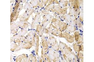 Immunohistochemistry of paraffin-embedded Rat heart using MBNL1 Polyclonal Antibody at dilution of 1:100 (40x lens). (MBNL1 抗体)
