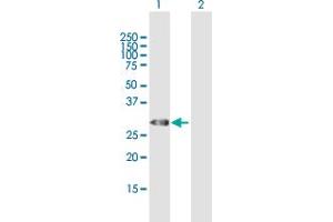 Western Blot analysis of TRH expression in transfected 293T cell line by TRH MaxPab polyclonal antibody. (TRH 抗体  (AA 1-242))