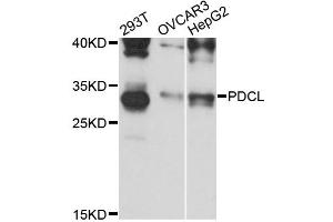 Western blot analysis of extracts of various cell lines, using PDCL antibody (ABIN6293740) at 1:3000 dilution. (Phosducin-Like 抗体)