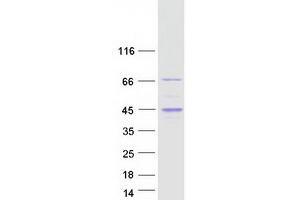 Validation with Western Blot (RGS14 Protein (Myc-DYKDDDDK Tag))