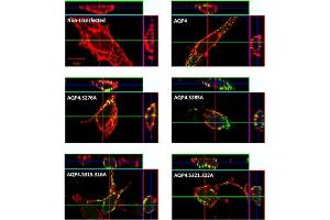 AQP4 Serine phosphorylation is not required for plasma membrane trafficking. (Aquaporin 4 抗体  (Intracellular))