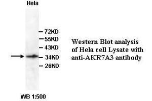 Image no. 1 for anti-Aldo-Keto Reductase Family 7, Member A3 (Aflatoxin Aldehyde Reductase) (AKR7A3) (Internal Region) antibody (ABIN791083) (AKR7A3 抗体  (Internal Region))