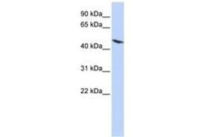 Image no. 1 for anti-Tektin 4 (TEKT4) (AA 72-121) antibody (ABIN6743662) (Tektin 4 抗体  (AA 72-121))