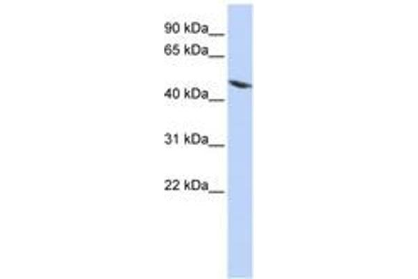 Tektin 4 antibody  (AA 72-121)