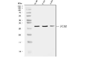 Western blot analysis of CD89/FCAR using anti-CD89/FCAR antibody (ABIN7600686).