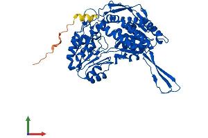Protein Structure (PS) image for Aldehyde Dehydrogenase 1 Family, Member A2 (ALDH1A2) (AA 1-518) protein (His tag) (ABIN7557762)