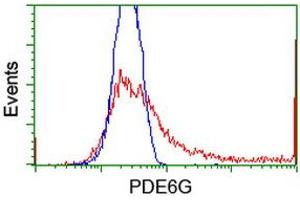 HEK293T cells transfected with either RC216236 overexpress plasmid (Red) or empty vector control plasmid (Blue) were immunostained by anti-PDE6G antibody (ABIN2455127), and then analyzed by flow cytometry. (PDE6G 抗体)