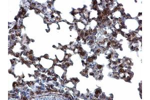IHC-P Image Annexin A1 antibody detects Annexin A1 protein at cytosol and nucleus on mouse lung by immunohistochemical analysis. (Annexin a1 抗体)