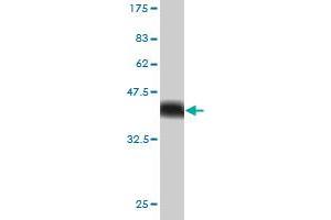 Western Blot detection against Immunogen (36. (USP34 抗体  (AA 3296-3395))