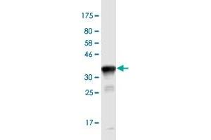Western Blot detection against Immunogen (34. (NEU1 抗体  (AA 334-415))