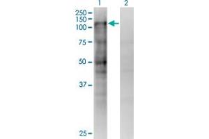 Western Blot analysis of MSH2 expression in transfected 293T cell line by MSH2 monoclonal antibody (M02), clone 4B2. (MSH2 抗体  (AA 835-934))
